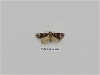 藏品(夜蛾632)的圖片